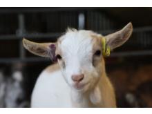 Tinkerbell - Pygmy goat kid